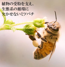 画像をギャラリービューアに読み込む, 「自在堂」信州産純粋生はちみつアカシア（300g）・百花蜜（300ｇ）各1本セット