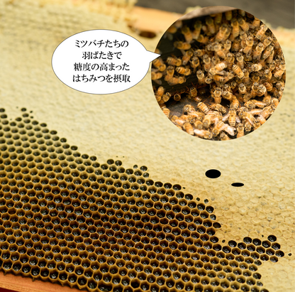 「自在堂」信州産純粋生はちみつアカシア（300g）・百花蜜（300ｇ）各1本セット